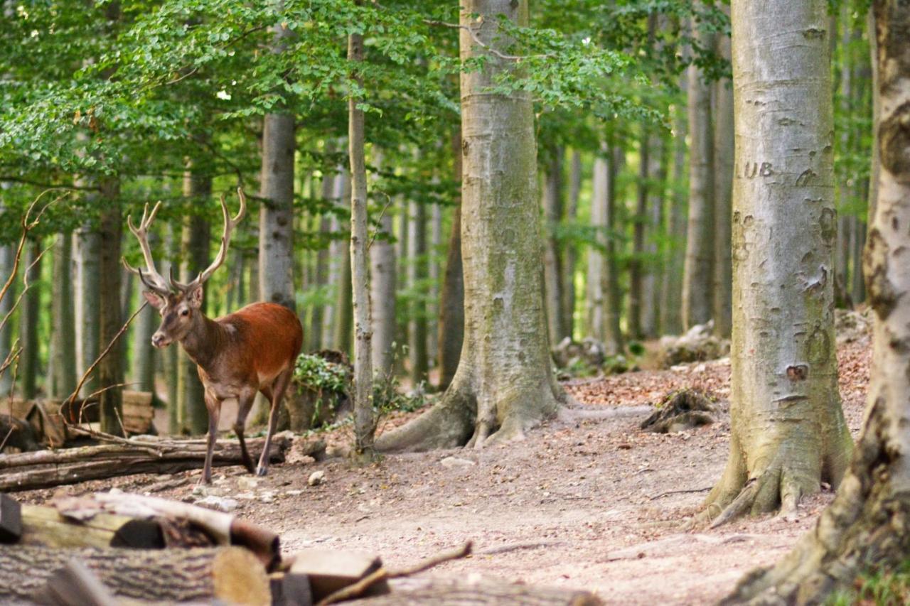 Chata Trubarka Trenčín Buitenkant foto
